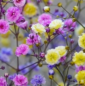 Meet your Posher, Zelda